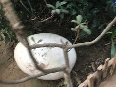 -呀路古热带植物园