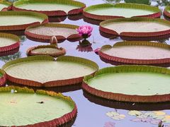 -国家植物园南园