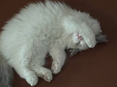 -lincat·猫舍(广州店)