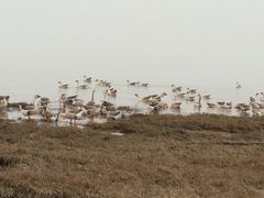 -鄱阳湖国家湿地公园