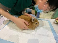 -雨林宠物医院 非犬猫异宠专科