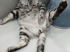 -糯米喵星人·撸猫猫舍咖啡馆(西市场嘉华店)