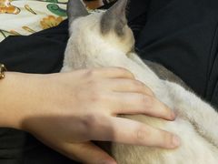 -more than meow吴止猫主题餐厅(承德 中船汇店)