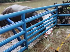 -广州长隆飞鸟乐园
