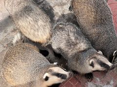 -西霞口神雕山野生动物世界