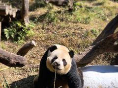 -广州长隆野生动物世界