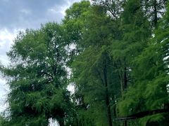 -南宁良凤江国家森林公园