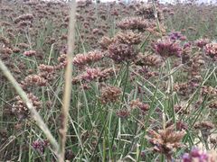 -赛汗塔拉风情园