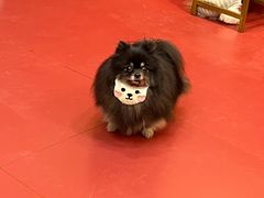 -和它·交个朋友·狗咖猫咖(爱琴海店)