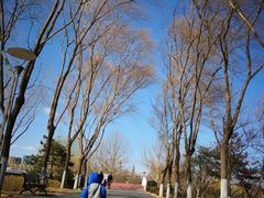 -大兴滨河森林公园