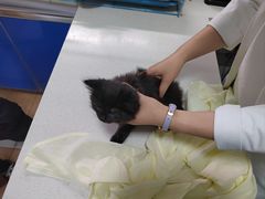 -西安京西宠物医院·瘫痪·疑难杂症