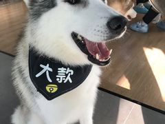 -Husky Go! 哈士奇体验馆·宠物咖啡厅狗咖