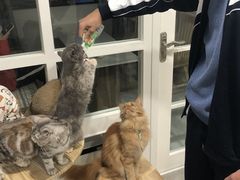 -楼上猫咖(罗湖店)