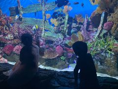 -暹罗海洋世界