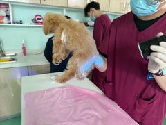 -北京观赏动物医院·24小时大型综合·猫专科·异宠专科