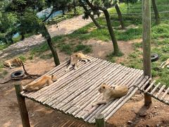-西霞口神雕山野生动物世界