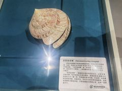 -青岛贝壳博物馆