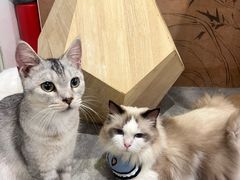 -楼上猫咖(罗湖店)