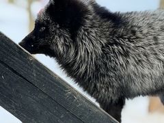 -宫城藏王狐狸村