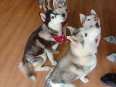 -Husky Go! 哈士奇体验馆·宠物咖啡厅狗咖