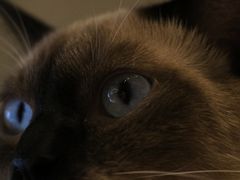 -猫儿山۰猫主题餐厅