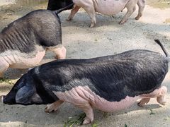 -保定市动物园