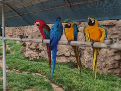 -西霞口神雕山野生动物世界