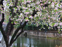-莫愁湖公园