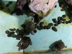 -绿色星球动物主题公园