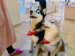 -Husky Go! 哈士奇体验馆·宠物咖啡厅狗咖