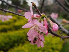 -王借岗森林公园