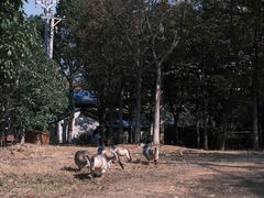 -青龙山国家森林公园