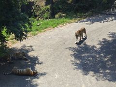 -大连森林动物园