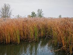 -野鸭湖国家湿地公园