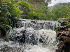 -东莞植物园