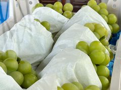 -马陆小张葡萄园农家乐