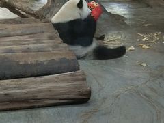 -海南热带野生动植物园
