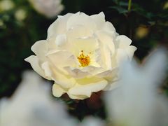 -香蜜公园