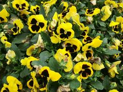 -松山湖梦幻百花洲