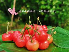 -樱桃山旅游景区