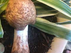 -福照楼汽锅鸡·云南特色菜(万达广场店)