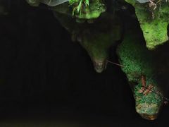 -怀托摩萤火虫洞