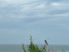 -蓬莱阁景区