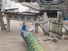 -清境桃源