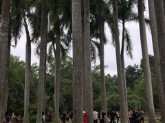 -西双版纳原始森林公园