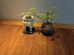 -王府茶楼茶宴·创意菜(朝阳公园店)