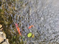 -福建鲤鱼洲酒店