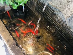 -雲蜀龙阁·金牌水煮鱼(方庄店)