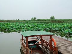 -荷塘月色湿地公园·向阳花洲