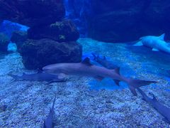 -多彩贵州城极地海洋世界